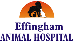 effinghamanimalhospital.com